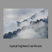 typical highland rainforest